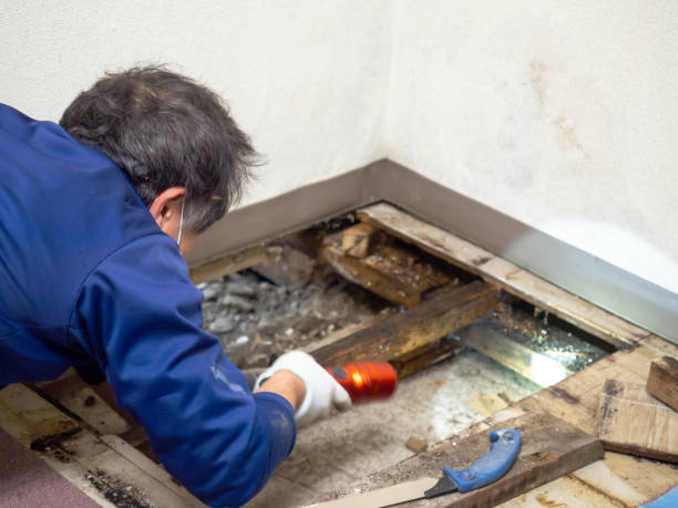 Best Residential Mold Removal  in Clayton, CA