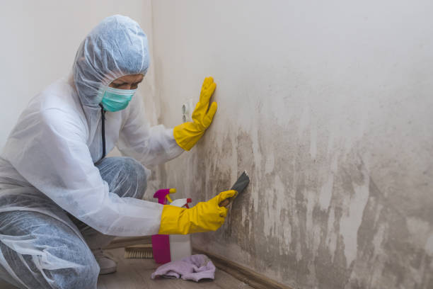 Best Certified Mold Removal  in Clayton, CA