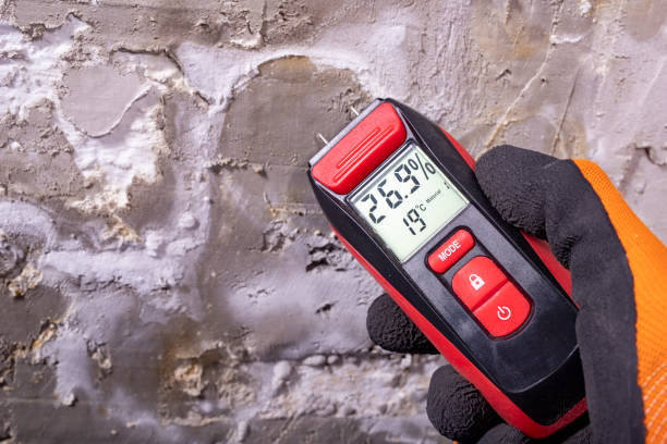 Best Fast Mold Removal  in Clayton, CA