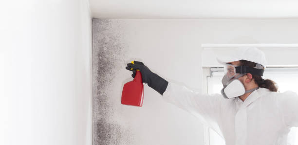 Best Mold Damage Repair  in Clayton, CA
