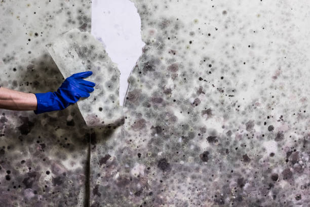Best Mold Removal Near Me  in Clayton, CA
