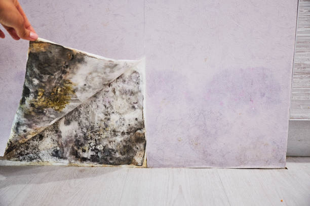 Best Black Mold Removal  in Clayton, CA